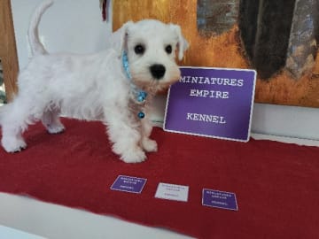 Dvärgschnauzer · Saxtorp · Miniatures Empire