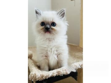 Ragdoll · Trollhättan · SE*Sapphire Blue Eyes