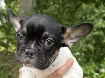 Fransk bulldogg · Knäred · Pontiacbulldogs