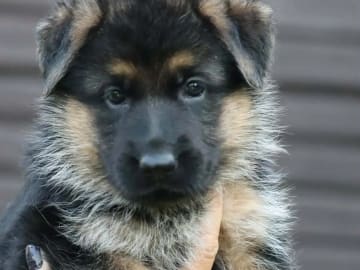 Tysk Schäferhund · Elverum · Gunn Tove Bekken