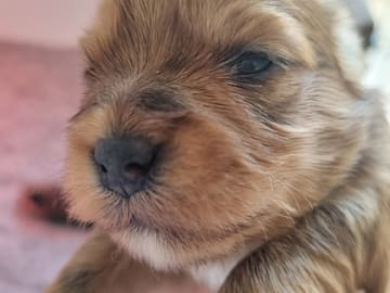 Havanese · Næstved · Tania Alexander