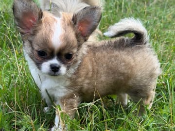 Chihuahua · Sundbyberg · Chizabella
