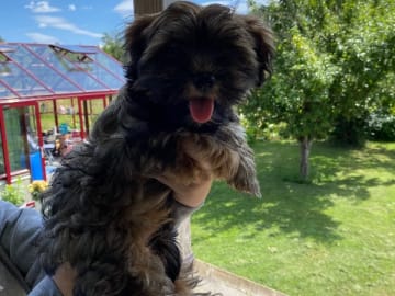 Bichon havanais · Upphärad · Lövsjökärrs