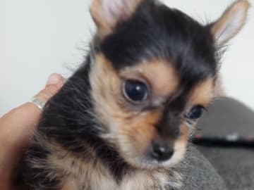 Chorkie · Vårby · DochD