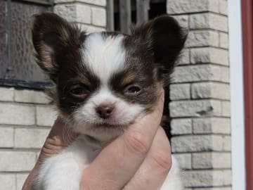 Chihuahua · Bromölla · Aniara's Majestic