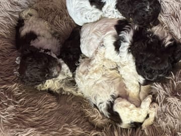 Lagotto romagnolo · Falköping · Tryffelhundens Kennel