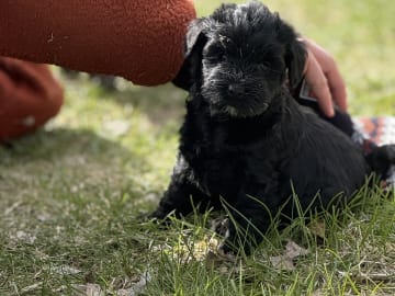 Tibetan Terrier · Skokloster · Solstickans