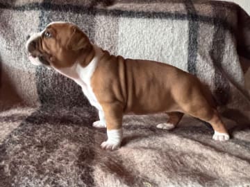 American Staffordshire Terrier · Köping · Hannah Östensson Lindqvist