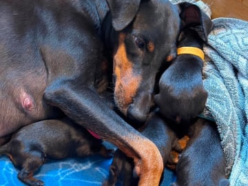 Manchester Terrier · Rennesøy · WestChester Kennel