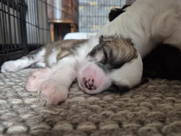 Chinese crested dog · Aneby · Sagolis