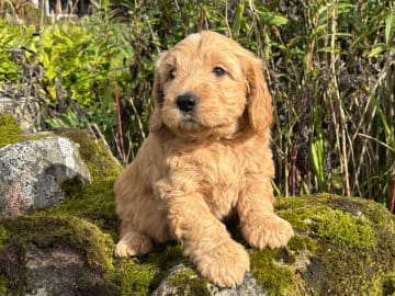 Drömsjöns Goldendoodle