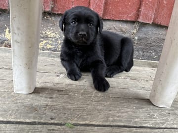 Labrador retriever · Lövestad · Sheep Trix