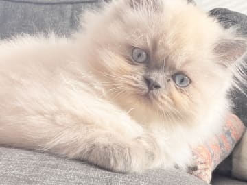 Ragdoll · Varberg · Abdulelah A.