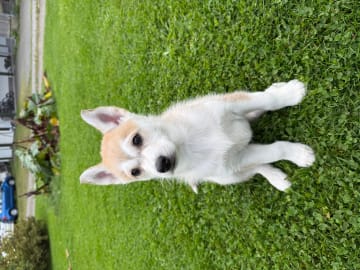 Siberian husky · Furnes · Arctic Song