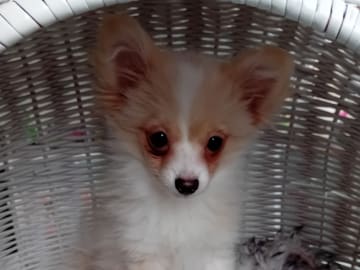Pomeranian/Bolognese  blandras · Svenljunga · Sirpa O.