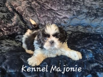 Shih tzu · Upplands Väsby · Majonies