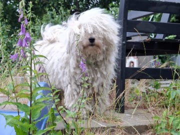 Puli · Trelleborg · Xaida'z kennel