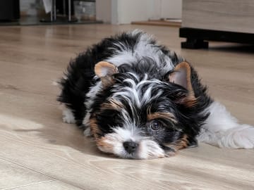 Biewer terrier · Myking · Golden Dreampaws