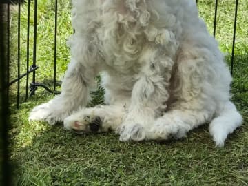 Cavapoo · Tjörnarp · Susanne T.