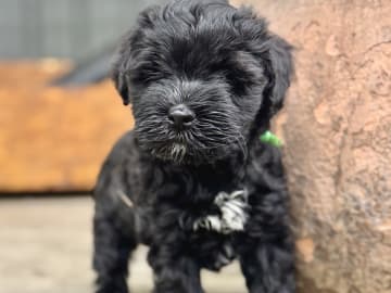 Tibetan Terrier · Skokloster · Solstickans