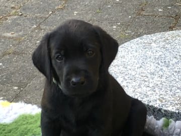 Labrador retriever · Flemming · Thomas Popperud