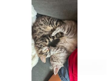 Norsk skogkatt · Huddungeby · S*Mustela's