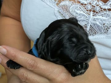 Cockerpoo · Sollentuna · Mikaela C.