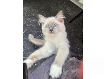 Ragdoll · Vårby · SE*Ragsu's