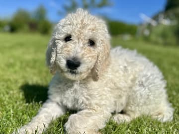 Goldendoodle · Västerlanda · Lugnets kennel