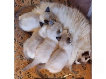 Ragdoll · Väse · SE*Wernigerodes