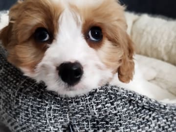 Hjortkvarns Cavapoo