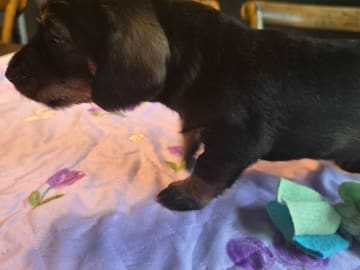Dachshund · Ljungbyhed · Bonatorpets