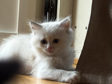Ragdoll · Norrköping · Benjamin I.