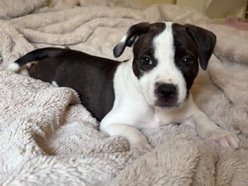 Staffordshire bullterrier · Ljungby · Smålandsstaffar