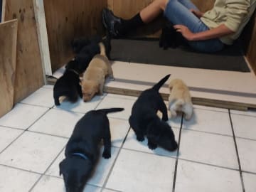 Labrador retriever · Holstebro · Mogens Olivarius