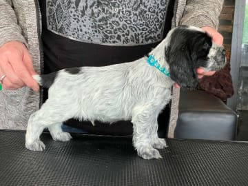 Cocker spaniel · Fotskäl · Afrodias