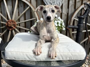 Whippet · Vollsjö · Krister Niklasson
