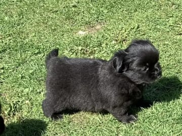 Tibetansk spaniel · Lindesnes · Reidun Kvamsø