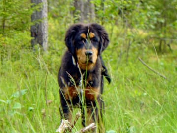 Tibetansk mastiff · Piteå · Gangs'ri Khyi