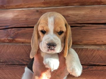 Beagle · Hallstahammar · Lena Linder