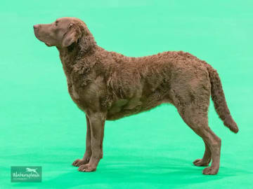 Chesapeake bay retriever · Næroset · Aquamanda