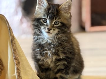 Höjden’s Lynx