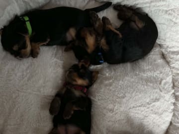 Yorkshireterrier · Brande · Elin N.