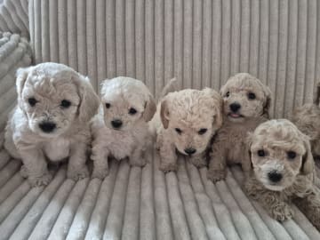 Maltipoo · Hässleholm · Daniela K.