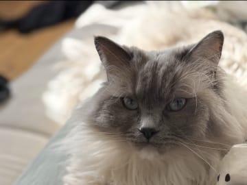Ragdoll · Växjö · Sofia Å.