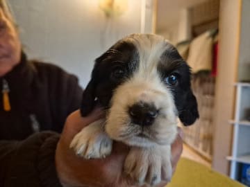 Engelsk springer spaniel · Hallstavik · Belgarbo's