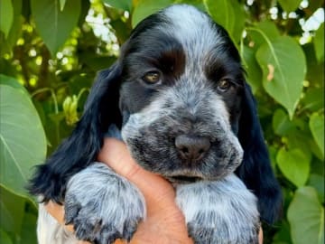 Cocker spaniel · Nygård · Westdreams