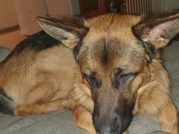 Schæferhund · Svedala · Åsa K.