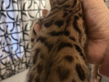 Bengal · Enskededalen · Biancas