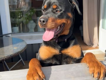 Rottweiler · Eksjö · Sofia Lindholm